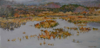 DAMARIS LYSAGHT ~ Deryyconnell Bog, February - oil on canvas on panel - 38 x 76 cm - €1400