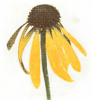 ‘Yellow Echinacea’ Peter Jones 