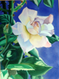 ALYN FENN ~ Rose - watercolour on paper - 38 x 30 cm - €270