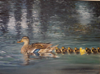 BIRGITTA SAFLUND ~ Ducks - oil on canvas - 50 x 70 cm - €800