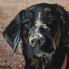 DIANA KINGSTON ~ Dog at Barleycove - mixed media on canvas - 20 x 20 cm - €275
