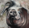 DIANA KINGSTON ~ Gubbeen Sow- mixed media on canvas - 20 x 20 cm - SOLD