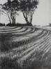 JANET MURRAN ~ Two Trees VII - pencil on canvas - 38 x 31 cm - €245