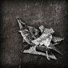 GEOFF GREENHAM - Future Sparrow Fossil - photograph - 54 x 44 cm - €195