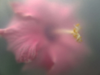 ULRIKE CRESPO - Hibiscus Splendens - digital photograph - edition 1/5 - €220