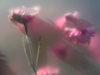 ULRIKE CRESPO - Cloves, Pink - digital photograph - edition 1/5 - €220