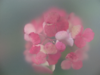 ULRIKE CRESPO - Hydrangea, Pink - digital photograph - edition 1/5 - €220