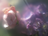 ULRIKE CRESPO - Roses, Pink & Lilac - digital photograph - edition 1/5 - €220