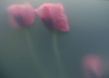 ULRIKE CRESPO - Two Poppies - digital photograph - edition 1/5 - €220