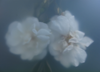ULRIKE CRESPO - Two Roses, White - digital photograph - edition 1/5 - €220