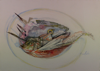 ANN MARTIN - Bouillabaisse - watercolour on rag - 63 x 78 cm - €3400