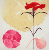 GRAINNE CUFFE- Dianthus I - etching 31/40 - 68 x 58 cm - €445