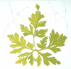 GRAINNE CUFFE- Wild Geranium I - etching 1/65 - 82 x 74 cm - €450