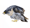 BIRGITTA SAFLUND - Peregrine Falcon - watercolour - 35 x 42 cm unframed - €400