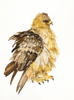 BIRGITTA SAFLUND - Wahlberg's Eagle - watercolour - 35 x 50 cm unframed - €400
