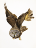 BIRGITTA SAFLUND - Great Grey Owl - watercolour - 35 x 50 cm unframed - €400 