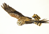 BIRGITTA SAFLUND - Hen Harrier - female - watercolour - 35 x 50 cm unframed - €400