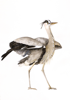 BIRGITTA Heron - watercolour - 35 x 50 cm unframed - €400