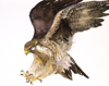 BIRGITTA SAFLUND - Pererine Falcon - watercolour - 28 x 36 cm unframed - €300