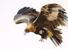BIRGITTA SAFLUND - Australian Eagle - watercolour - 25 x 35 cm unframed - €300