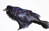 BIRGITTA SAFLUND - Raven - watercolour - 25 x 35 cm unframed - €300 - SOLD