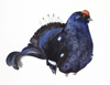 BIRGITTA SAFLUND - Black Grouse II - watercolour - 25 x 35 cm unframed - €300