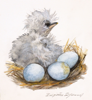 BIRGITTA SAFLUND - Heron - Ugly & Young - watercolour - 31 x 37 cm framed - €275