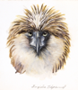BIRGITTA SAFLUND - Philippine Eagel - Looking at You - watercolour - 32 x 37 cm framed - €275