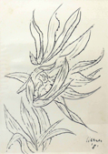 EBERHARDE WERNER - Cactus Leaves - pen drawing 1981 - €250 - SOLD