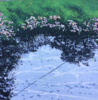 JANET MURRAN - Wild Flowers - charcoal & acrylic on panel - 20 x 20 cm - €295