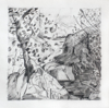 CATHERINE WELD - Study for beneath the Trees 1 - pencil on paper - 25 x 15 cm - €90