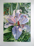 ALYN FENN - Lily - watercolour - €390