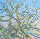 DAMARIS LYSAGHT - Venerable Oak - oil on canvas on panel - 45 x 45 cm - €1085