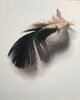 DIANE KINGSTON - Feather - oil on canvas - €425
