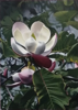 KYM LEAHY - Magnolia - acrylic on board - 40 x 30 cm - €1130