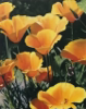 KYM LEAHY - Californian Poppies - acrylic on board - 30 x 24 cm - €1050
