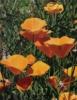 KYM LEAHY - Summer Poppies - acrylic on board - 24 x 18 cm - €900