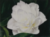 KYM LEAHY - Camellia - watercolour on paper - 23 x 30 cm - SOLD
