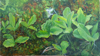 DAMARIS LYSAGHT ~ Bog Bean, Coolcaha - oil on canvas on panel - 20 x 35 cm - €700