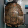 KEITH PAYNE ~ French Lesson - engraved turtle shell - €850
