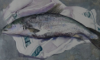 ANN KENEFICK ~ Salmon - watercolour - 51 x 43 cm - €600