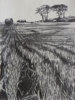 JANET MURRAN ~ Two Trees III - pencil on canvas - 38 x 31 cm - €245