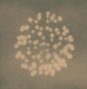 DOMINIC TURNER - Fireworks I Easter Monday 1916 - cyanotype - €95