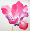 GRAINNE CUFFE- Tulip for Miriam - etching 3/65 - 120 x 114 cm - €1235