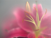 ULRIKE CRESPO - Day Lily, Pink - digital photograph - edition 1/5 - €220