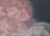 ULRIKE CRESPO - Roses, Pink & White - digital photograph - edition 1/5 - €220