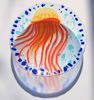 ANGELA BRADY Jellyfish - Fuse Glass - 40 cm diameter - €350
