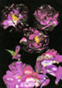 ULRIKE CRESPO - Black Roses - Fine Art Print 70 x 100 - edition 1 of 3 - €930