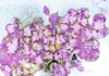 ULRIKE CRESPO - Purple Rose Petals - Fine Art Print 70 x 100 - edition 1 of 3 - €930