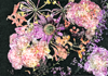 ULRIKE CRESPO - Blossoms & Berries II - Fine Art Print 69.5 x 100 - edition 1 of 3 - €930